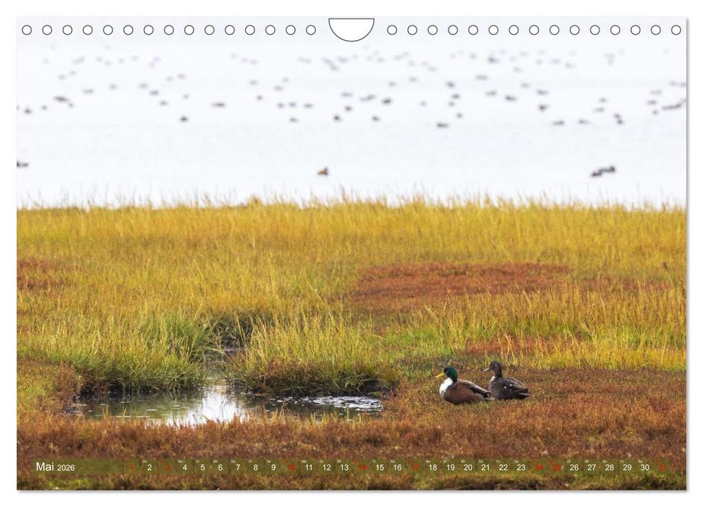 Weitere Ansicht: Pellworm - Das Inselparadies (Wandkalender 2026 DIN A4 quer), CALVENDO Monatskalender | Calvendo, AkremaFotoArt, AkremaFotoArt AkremaFotoArt