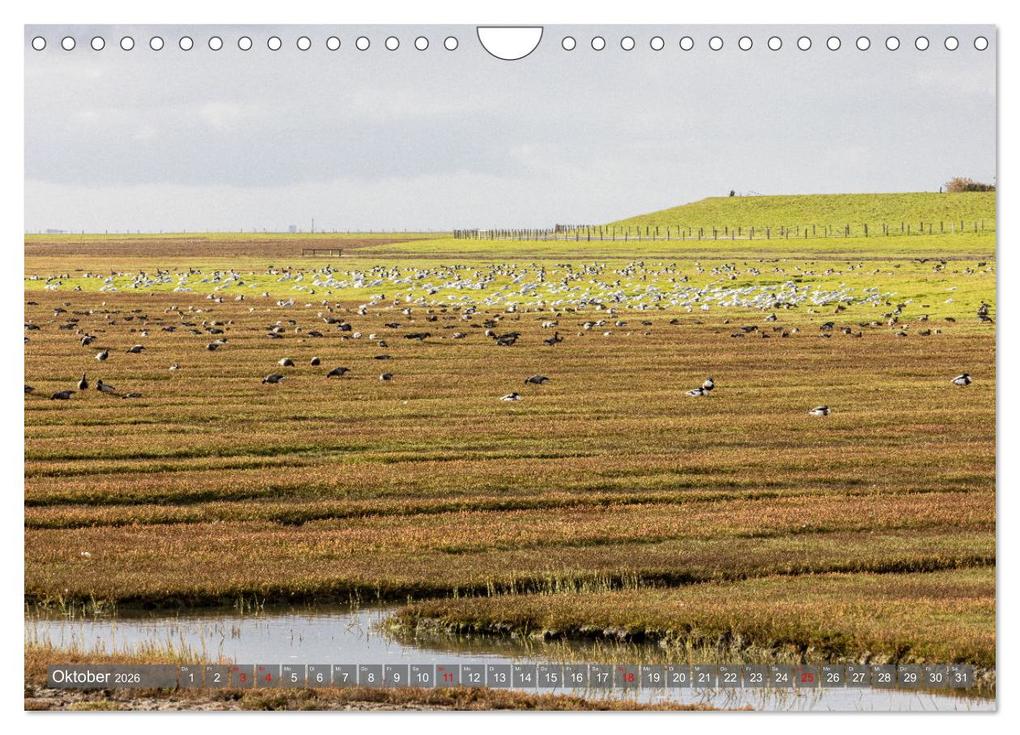 Weitere Ansicht: Pellworm - Das Inselparadies (Wandkalender 2026 DIN A4 quer), CALVENDO Monatskalender | Calvendo, AkremaFotoArt, AkremaFotoArt AkremaFotoArt