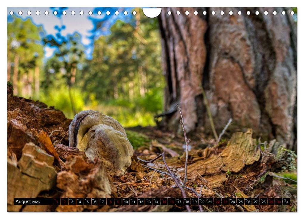 Weitere Ansicht: Im Thüringer Wald (Wandkalender 2026 DIN A4 quer), CALVENDO Monatskalender | Calvendo, Torsten Irmer