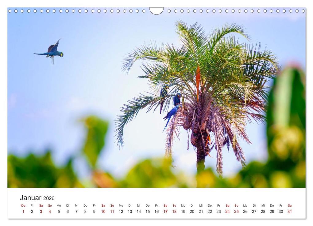 Weitere Ansicht: Brasilien - Karnevale, Fußball und Regenwälder. (Wandkalender 2026 DIN A3 quer), CALVENDO Monatskalender | Calvendo, SF, SF SF