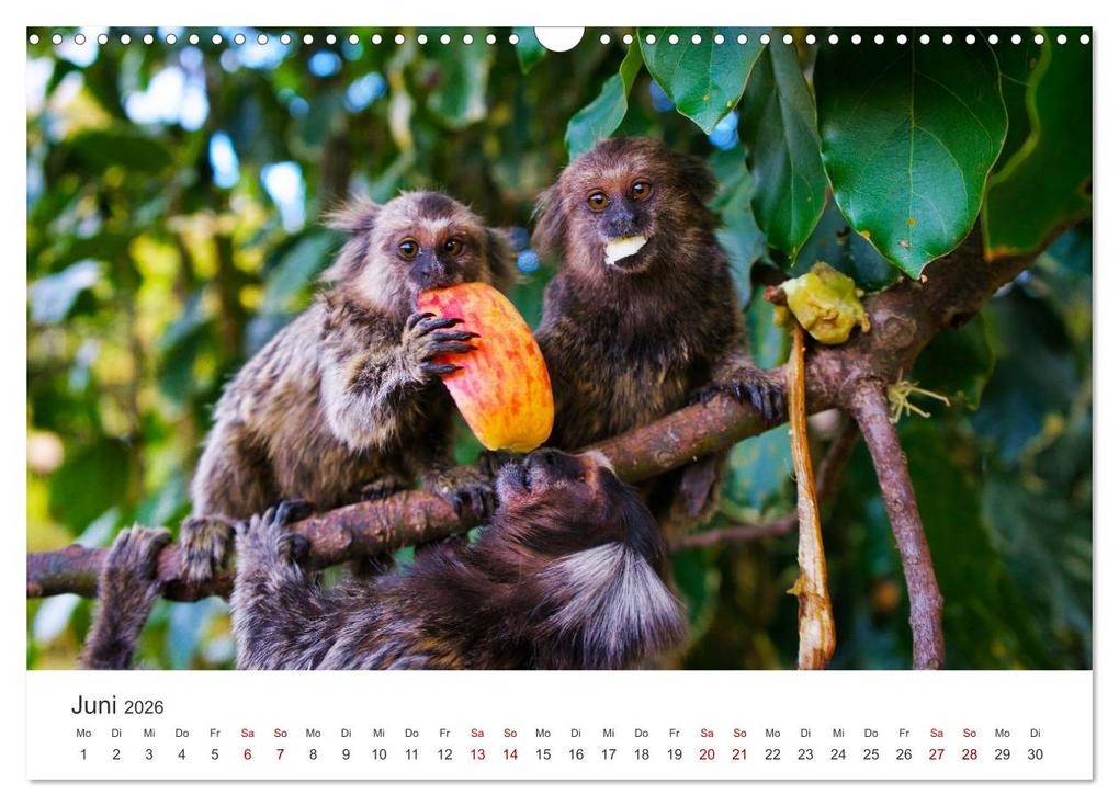 Weitere Ansicht: Brasilien - Karnevale, Fußball und Regenwälder. (Wandkalender 2026 DIN A3 quer), CALVENDO Monatskalender | Calvendo, SF, SF SF