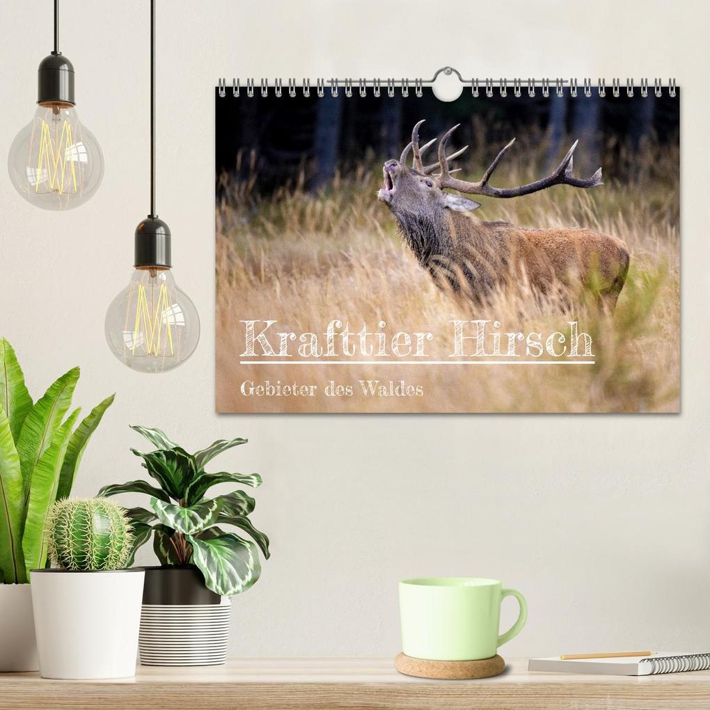 Weitere Ansicht: Krafttier Hirsch (Wandkalender 2026 DIN A4 quer), CALVENDO Monatskalender | Calvendo, Schörkhuber Johann