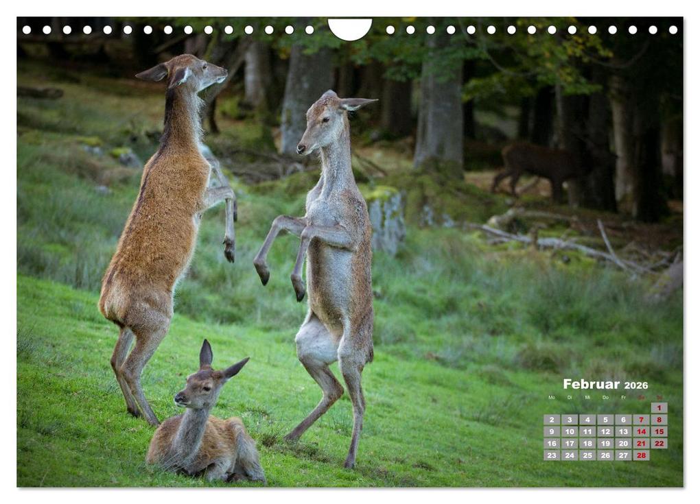 Weitere Ansicht: Krafttier Hirsch (Wandkalender 2026 DIN A4 quer), CALVENDO Monatskalender | Calvendo, Schörkhuber Johann