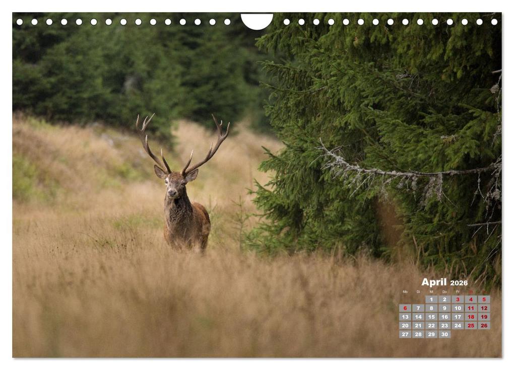 Weitere Ansicht: Krafttier Hirsch (Wandkalender 2026 DIN A4 quer), CALVENDO Monatskalender | Calvendo, Schörkhuber Johann