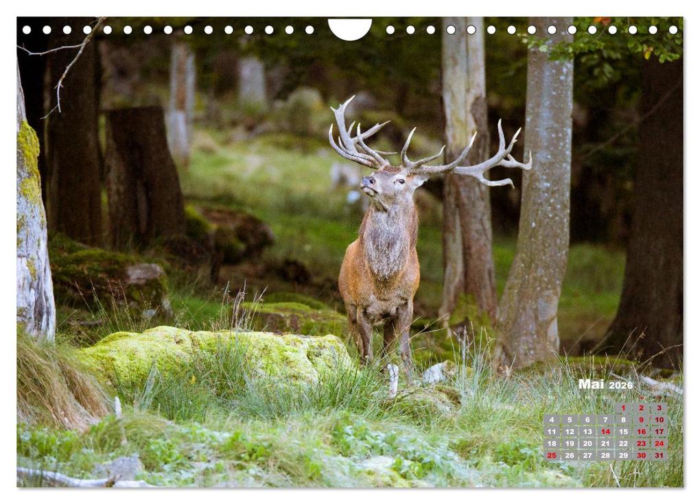 Weitere Ansicht: Krafttier Hirsch (Wandkalender 2026 DIN A4 quer), CALVENDO Monatskalender | Calvendo, Schörkhuber Johann