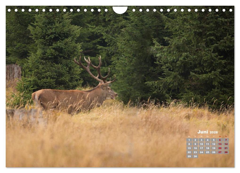 Weitere Ansicht: Krafttier Hirsch (Wandkalender 2026 DIN A4 quer), CALVENDO Monatskalender | Calvendo, Schörkhuber Johann