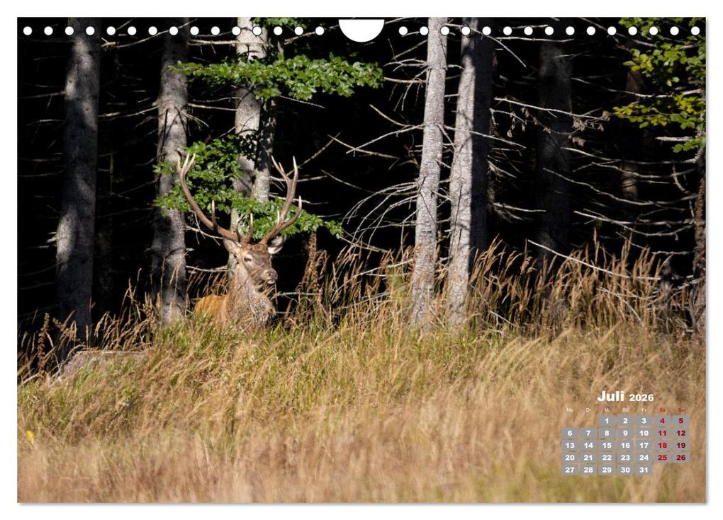 Weitere Ansicht: Krafttier Hirsch (Wandkalender 2026 DIN A4 quer), CALVENDO Monatskalender | Calvendo, Schörkhuber Johann