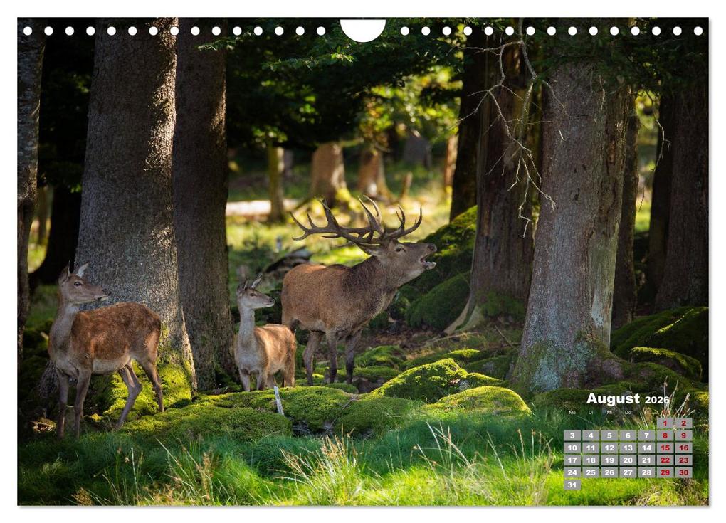Weitere Ansicht: Krafttier Hirsch (Wandkalender 2026 DIN A4 quer), CALVENDO Monatskalender | Calvendo, Schörkhuber Johann