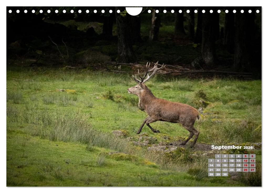 Weitere Ansicht: Krafttier Hirsch (Wandkalender 2026 DIN A4 quer), CALVENDO Monatskalender | Calvendo, Schörkhuber Johann