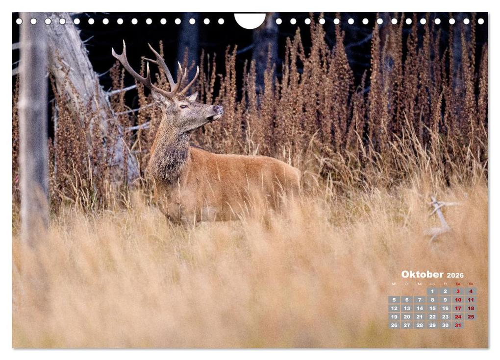 Weitere Ansicht: Krafttier Hirsch (Wandkalender 2026 DIN A4 quer), CALVENDO Monatskalender | Calvendo, Schörkhuber Johann