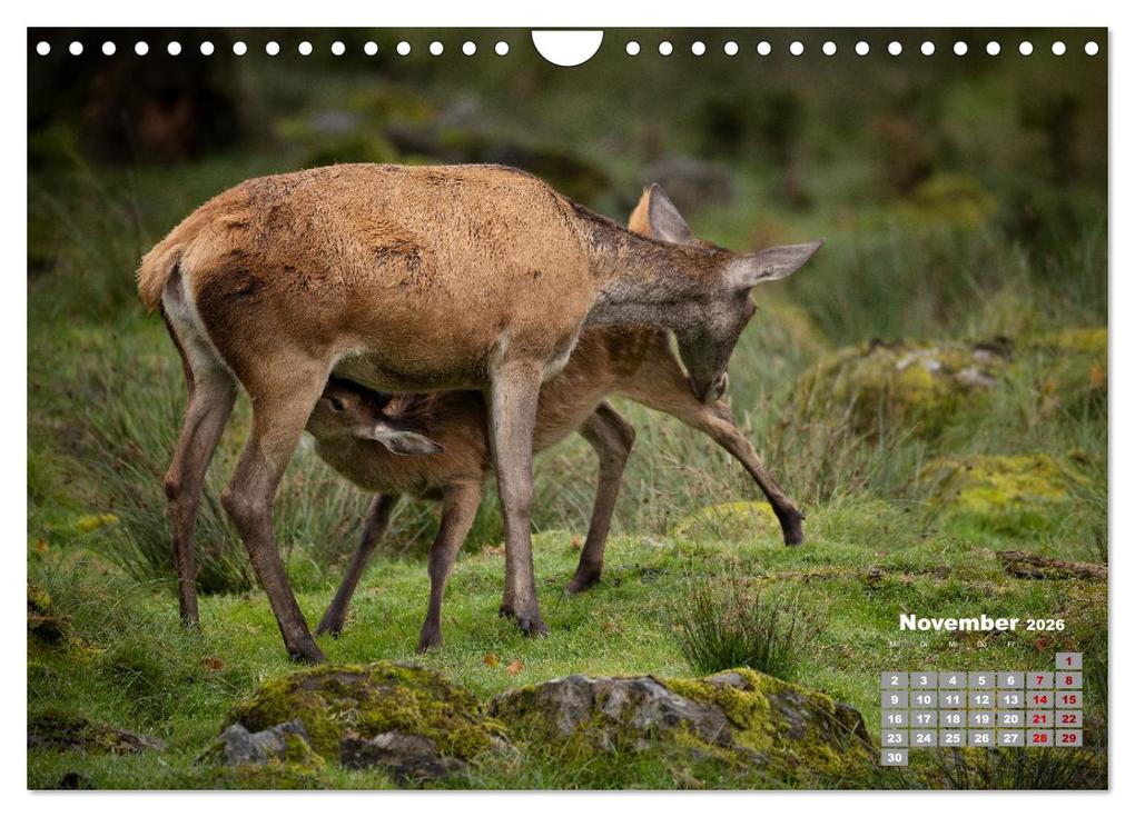 Weitere Ansicht: Krafttier Hirsch (Wandkalender 2026 DIN A4 quer), CALVENDO Monatskalender | Calvendo, Schörkhuber Johann