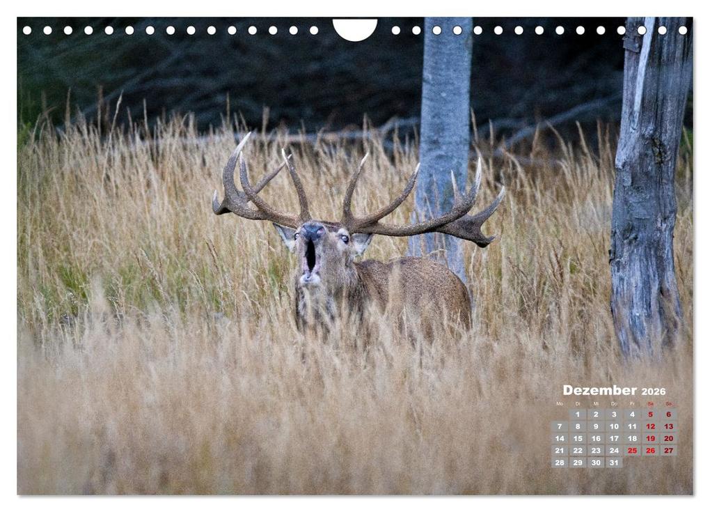 Weitere Ansicht: Krafttier Hirsch (Wandkalender 2026 DIN A4 quer), CALVENDO Monatskalender | Calvendo, Schörkhuber Johann