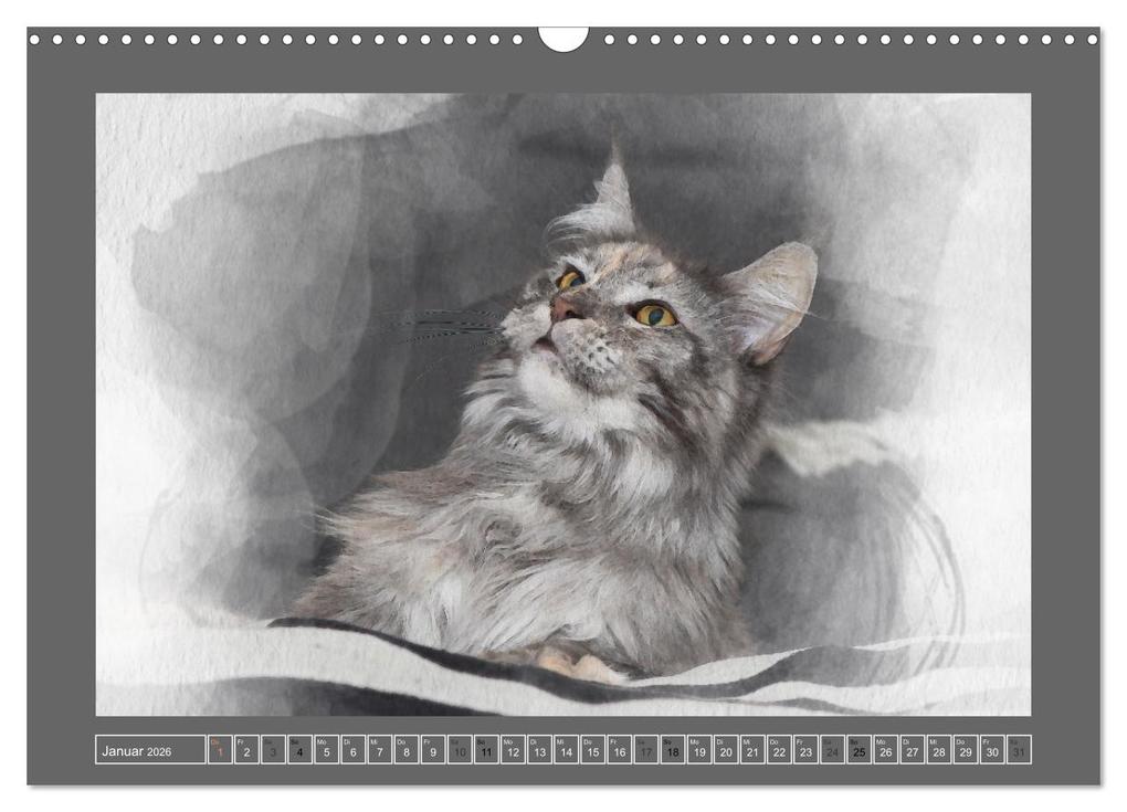 Weitere Ansicht: Maine Coon Aquarelle (Wandkalender 2026 DIN A3 quer), CALVENDO Monatskalender | Jasmin Hahn, Calvendo