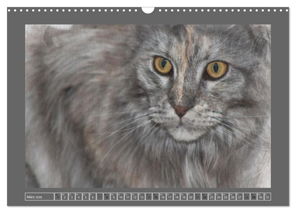 Weitere Ansicht: Maine Coon Aquarelle (Wandkalender 2026 DIN A3 quer), CALVENDO Monatskalender | Jasmin Hahn, Calvendo