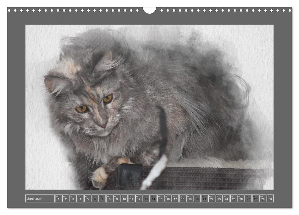 Weitere Ansicht: Maine Coon Aquarelle (Wandkalender 2026 DIN A3 quer), CALVENDO Monatskalender | Jasmin Hahn, Calvendo