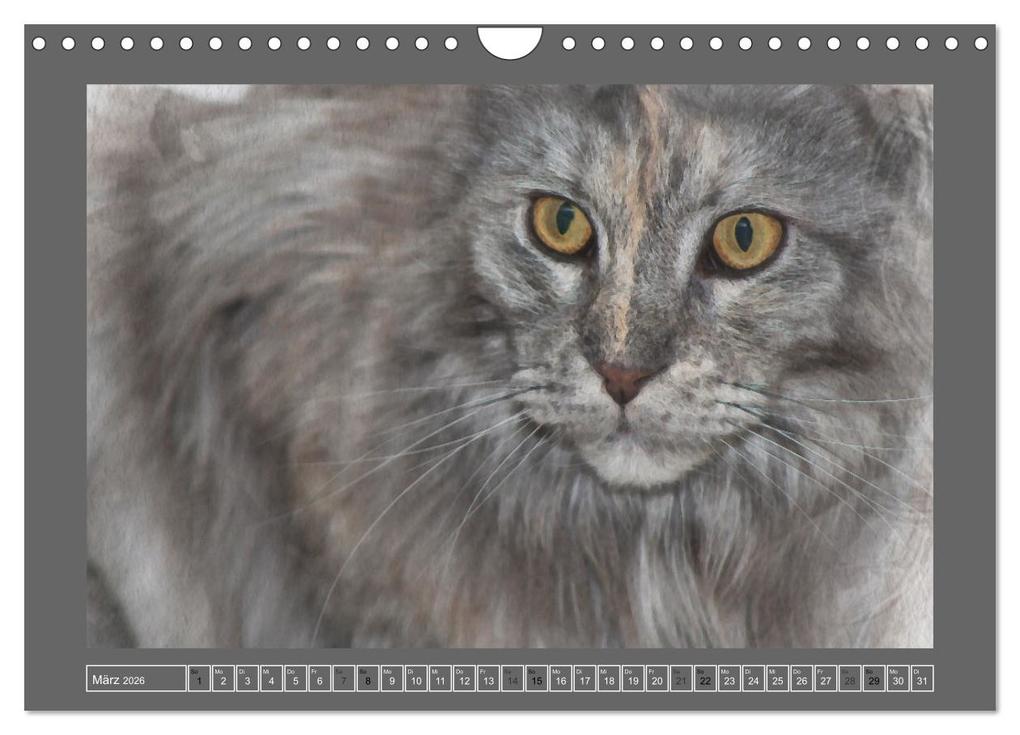 Weitere Ansicht: Maine Coon Aquarelle (Wandkalender 2026 DIN A4 quer), CALVENDO Monatskalender | Jasmin Hahn, Calvendo