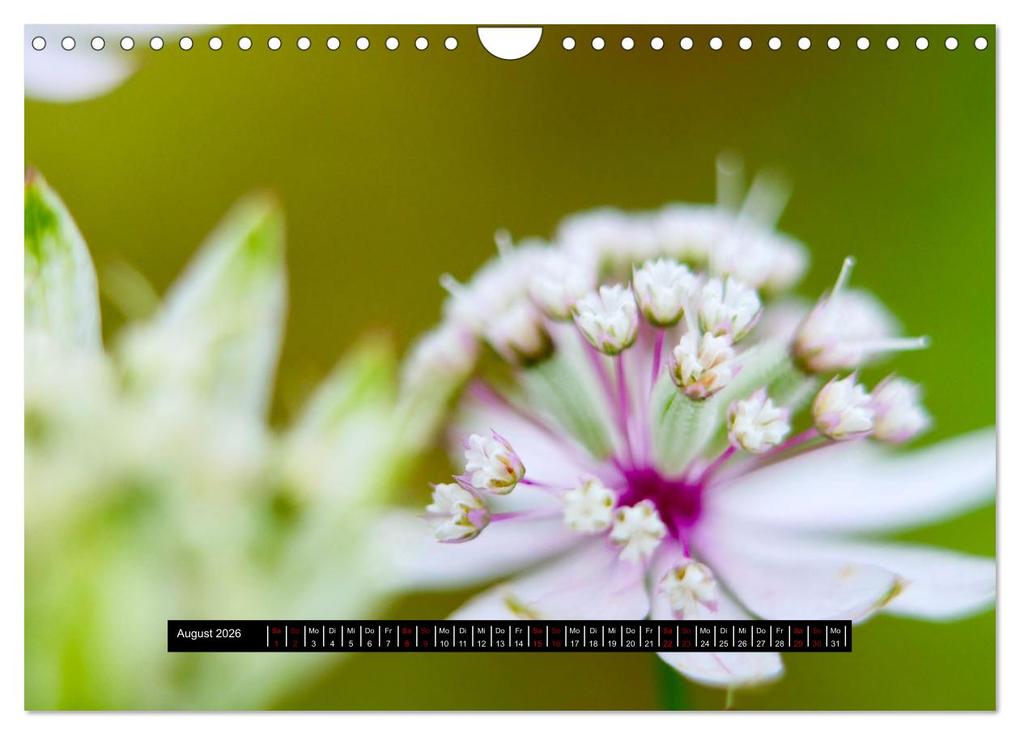 Weitere Ansicht: Achtsame Augenblicke (Wandkalender 2026 DIN A4 quer), CALVENDO Monatskalender | JoBe FotoART, Calvendo