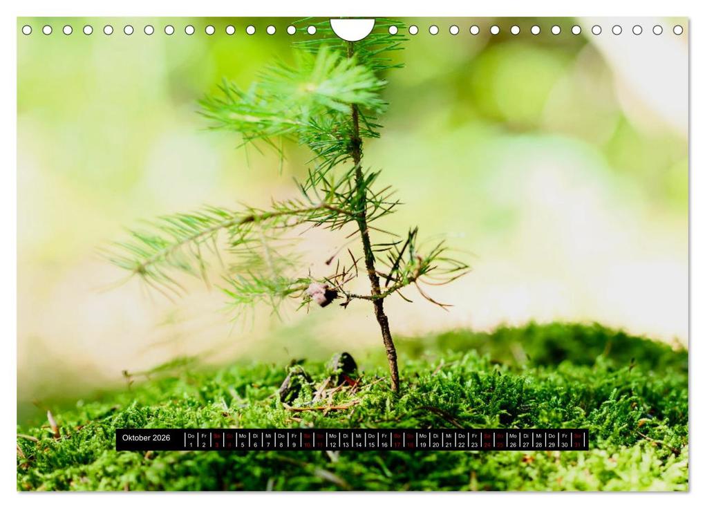 Weitere Ansicht: Achtsame Augenblicke (Wandkalender 2026 DIN A4 quer), CALVENDO Monatskalender | JoBe FotoART, Calvendo