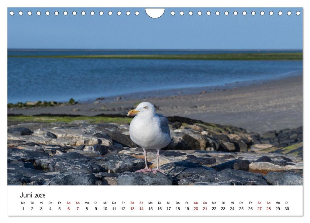 Weitere Ansicht: Ostfriesland - Ein Jahr in Bildern (Wandkalender 2026 DIN A4 quer), CALVENDO Monatskalender | Heidi Bollich, Calvendo