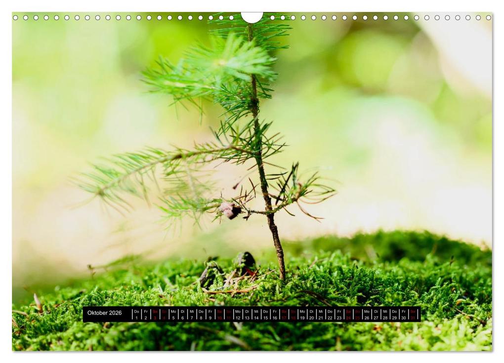 Weitere Ansicht: Achtsame Augenblicke (Wandkalender 2026 DIN A3 quer), CALVENDO Monatskalender | JoBe FotoART, Calvendo