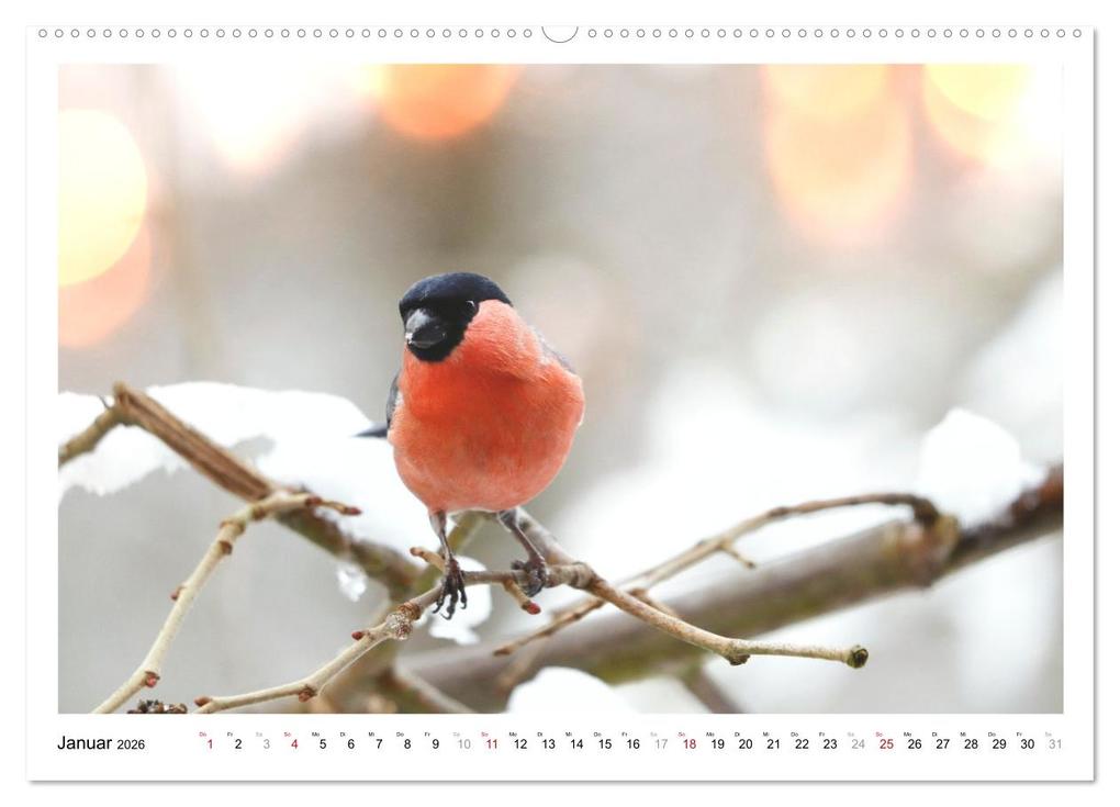 Weitere Ansicht: Dompfaff, Blutfink, Gimpel (Wandkalender 2026 DIN A2 quer), CALVENDO Monatskalender | Sabine Löwer, Calvendo