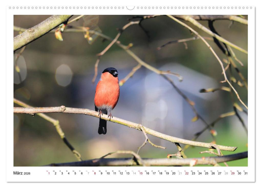 Weitere Ansicht: Dompfaff, Blutfink, Gimpel (Wandkalender 2026 DIN A2 quer), CALVENDO Monatskalender | Sabine Löwer, Calvendo