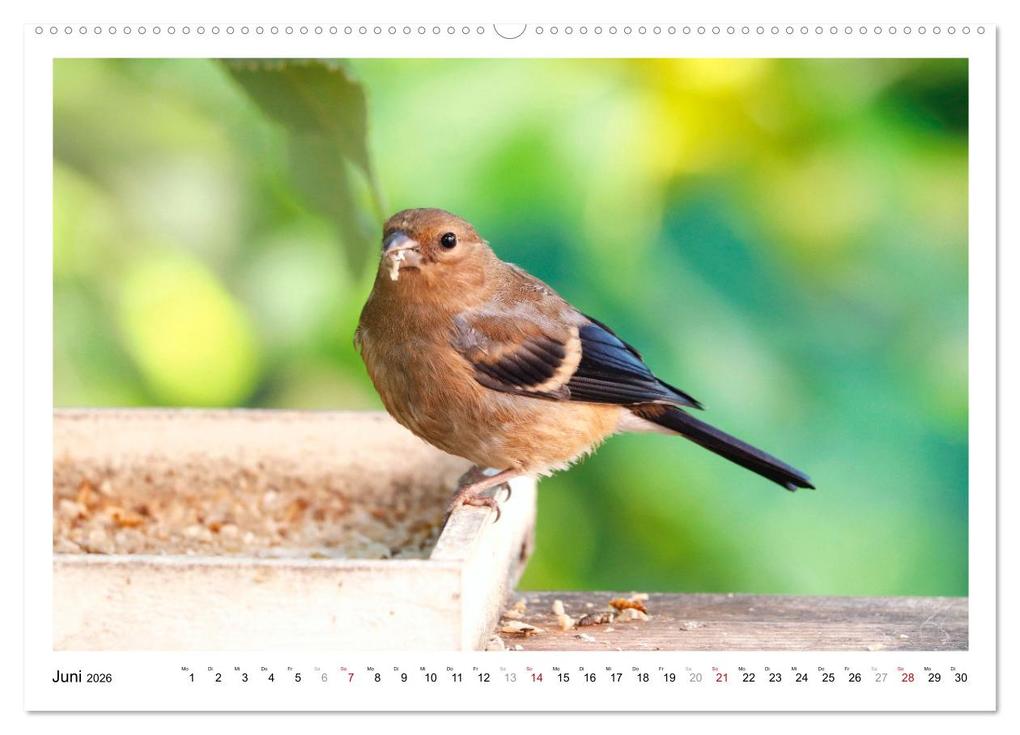 Weitere Ansicht: Dompfaff, Blutfink, Gimpel (Wandkalender 2026 DIN A2 quer), CALVENDO Monatskalender | Sabine Löwer, Calvendo