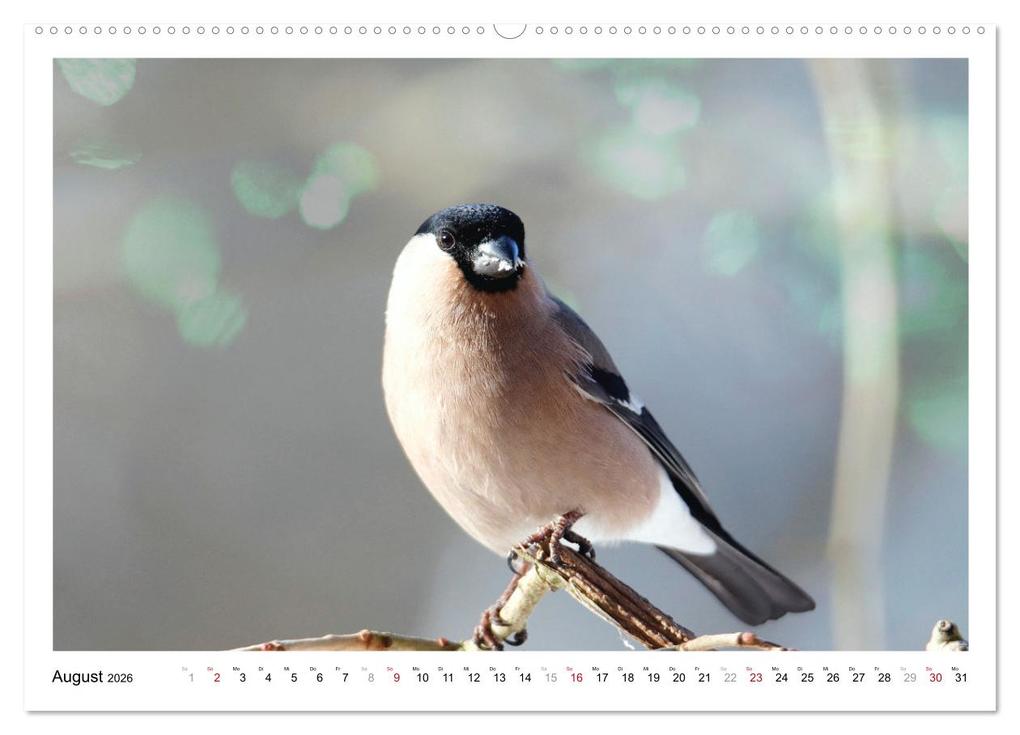 Weitere Ansicht: Dompfaff, Blutfink, Gimpel (Wandkalender 2026 DIN A2 quer), CALVENDO Monatskalender | Sabine Löwer, Calvendo