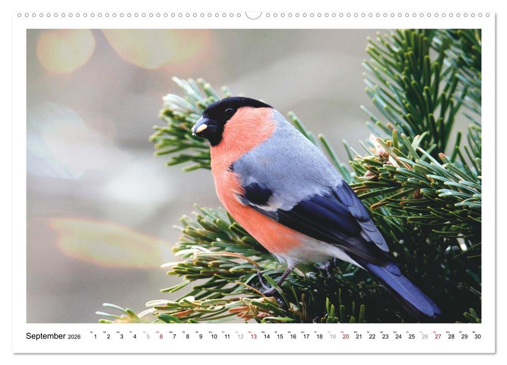 Weitere Ansicht: Dompfaff, Blutfink, Gimpel (Wandkalender 2026 DIN A2 quer), CALVENDO Monatskalender | Sabine Löwer, Calvendo