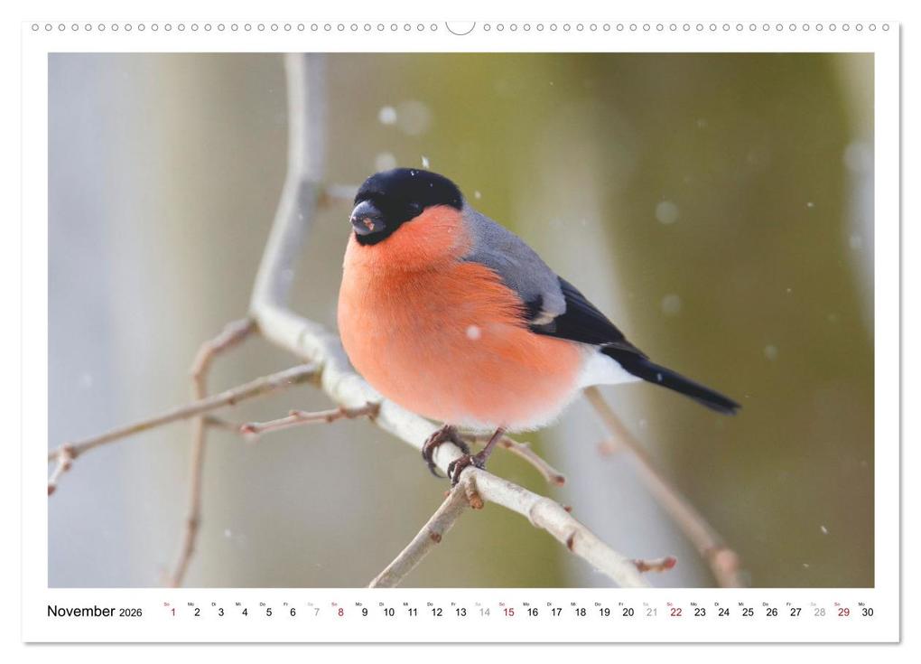 Weitere Ansicht: Dompfaff, Blutfink, Gimpel (Wandkalender 2026 DIN A2 quer), CALVENDO Monatskalender | Sabine Löwer, Calvendo