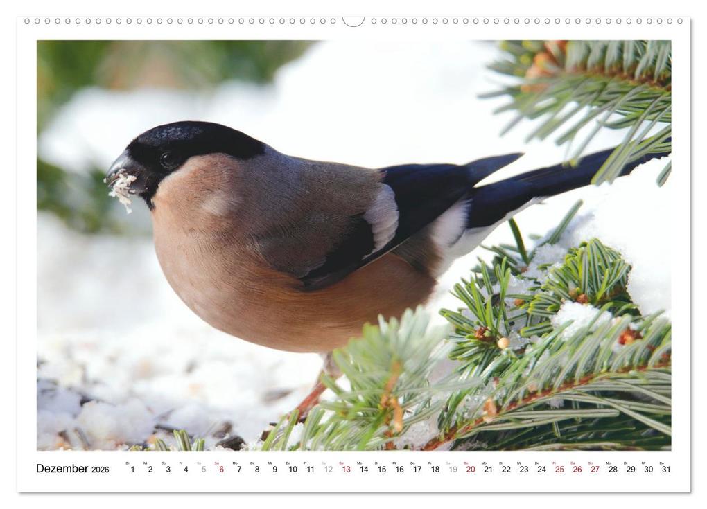 Weitere Ansicht: Dompfaff, Blutfink, Gimpel (Wandkalender 2026 DIN A2 quer), CALVENDO Monatskalender | Sabine Löwer, Calvendo