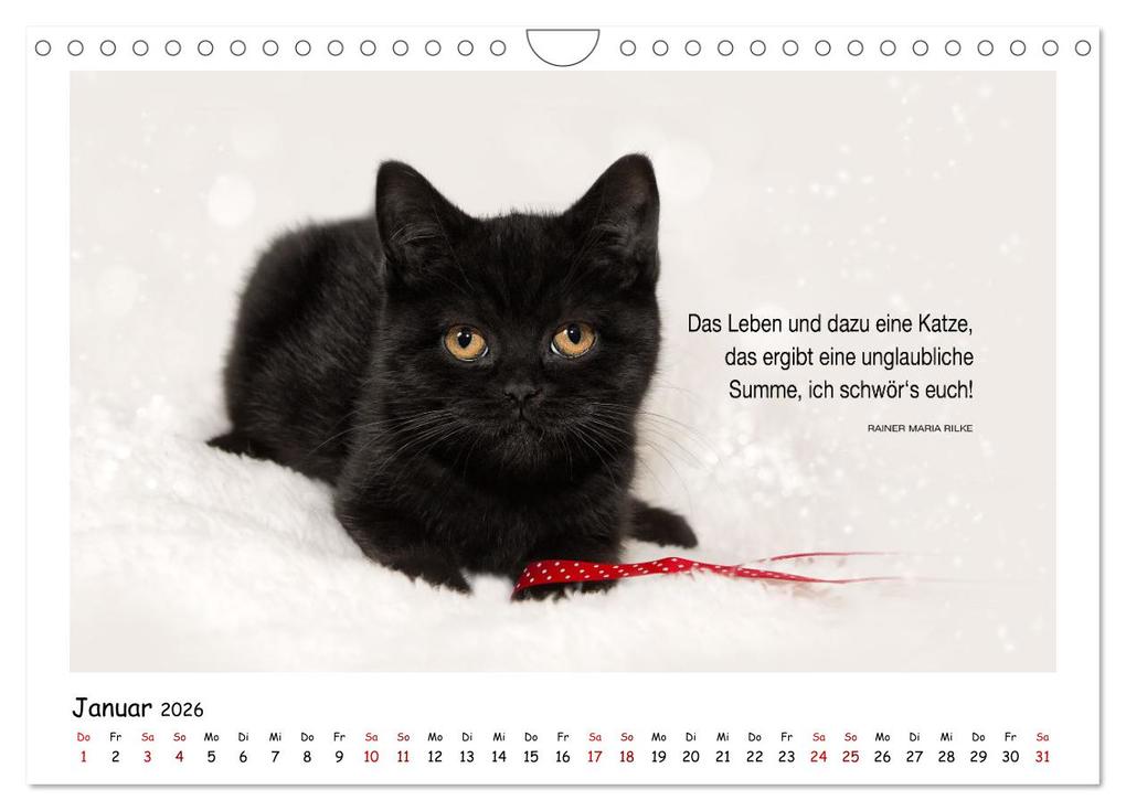 Weitere Ansicht: Kätzchen-Kalender mit Sprüchen (Wandkalender 2026 DIN A4 quer), CALVENDO Monatskalender | Calvendo, Martina Wrede - Wredefotografie