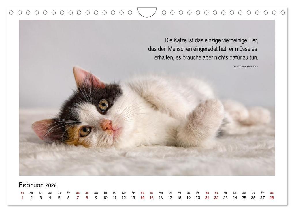 Weitere Ansicht: Kätzchen-Kalender mit Sprüchen (Wandkalender 2026 DIN A4 quer), CALVENDO Monatskalender | Calvendo, Martina Wrede - Wredefotografie