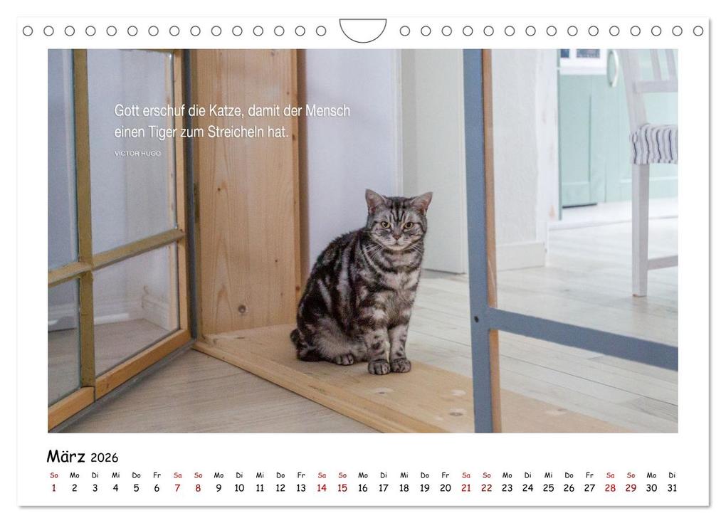Weitere Ansicht: Kätzchen-Kalender mit Sprüchen (Wandkalender 2026 DIN A4 quer), CALVENDO Monatskalender | Calvendo, Martina Wrede - Wredefotografie