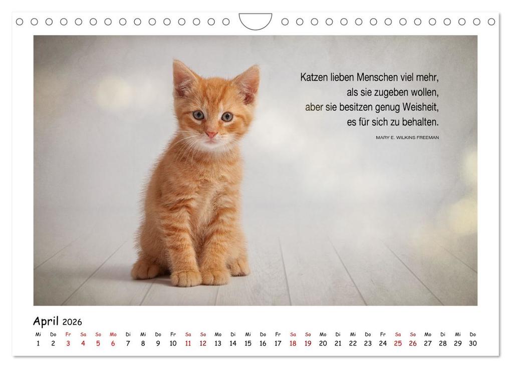 Weitere Ansicht: Kätzchen-Kalender mit Sprüchen (Wandkalender 2026 DIN A4 quer), CALVENDO Monatskalender | Calvendo, Martina Wrede - Wredefotografie