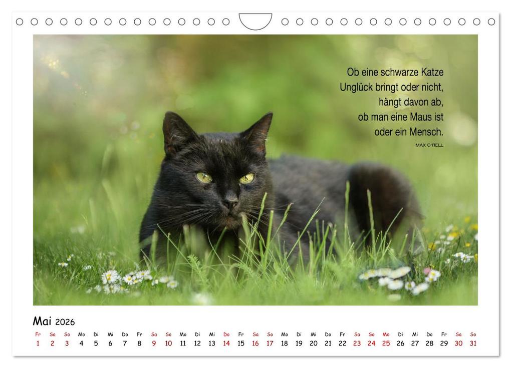 Weitere Ansicht: Kätzchen-Kalender mit Sprüchen (Wandkalender 2026 DIN A4 quer), CALVENDO Monatskalender | Calvendo, Martina Wrede - Wredefotografie