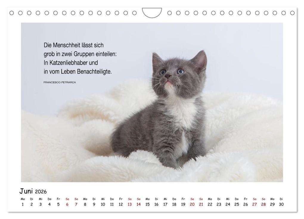 Weitere Ansicht: Kätzchen-Kalender mit Sprüchen (Wandkalender 2026 DIN A4 quer), CALVENDO Monatskalender | Calvendo, Martina Wrede - Wredefotografie