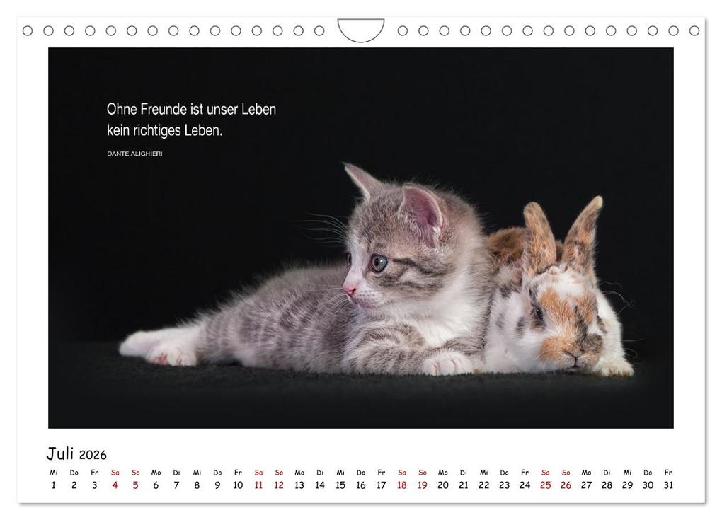 Weitere Ansicht: Kätzchen-Kalender mit Sprüchen (Wandkalender 2026 DIN A4 quer), CALVENDO Monatskalender | Calvendo, Martina Wrede - Wredefotografie