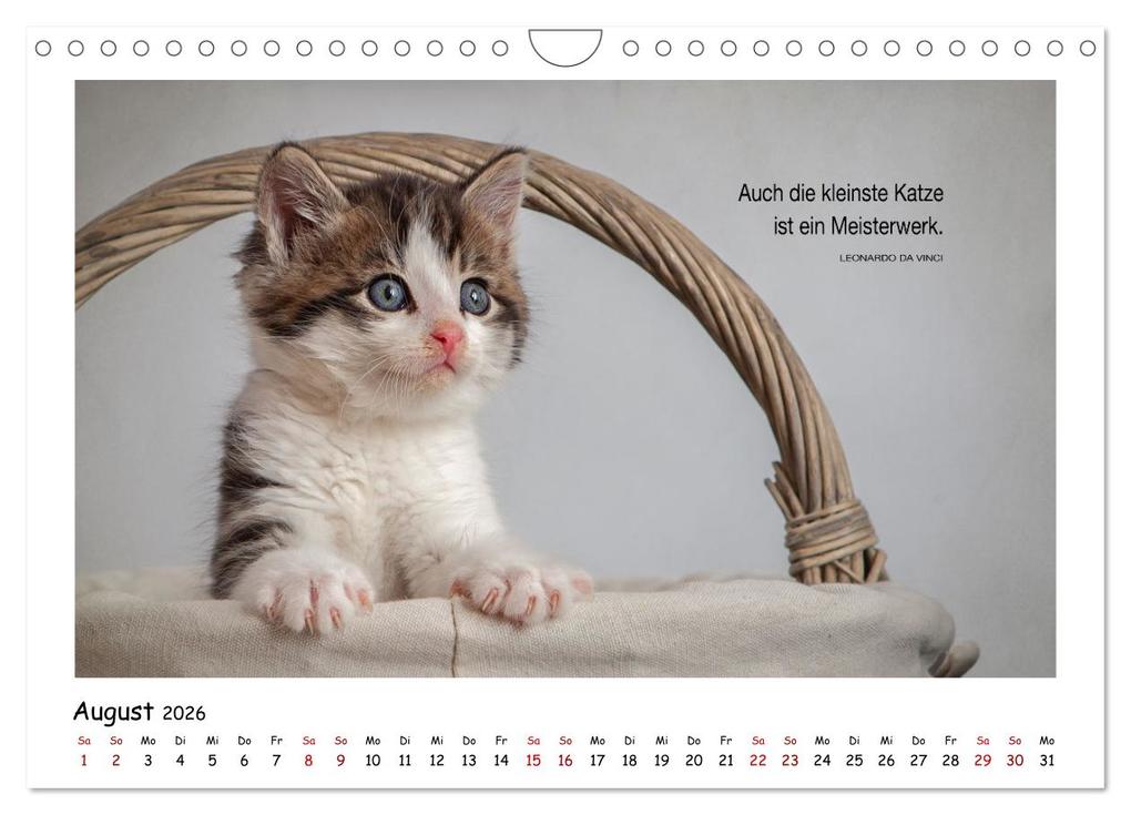 Weitere Ansicht: Kätzchen-Kalender mit Sprüchen (Wandkalender 2026 DIN A4 quer), CALVENDO Monatskalender | Calvendo, Martina Wrede - Wredefotografie