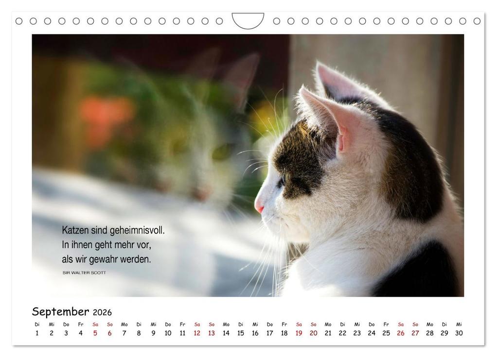 Weitere Ansicht: Kätzchen-Kalender mit Sprüchen (Wandkalender 2026 DIN A4 quer), CALVENDO Monatskalender | Calvendo, Martina Wrede - Wredefotografie