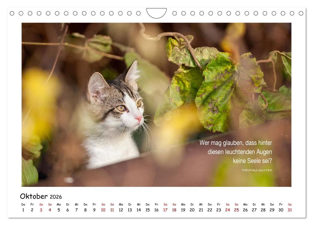 Weitere Ansicht: Kätzchen-Kalender mit Sprüchen (Wandkalender 2026 DIN A4 quer), CALVENDO Monatskalender | Calvendo, Martina Wrede - Wredefotografie