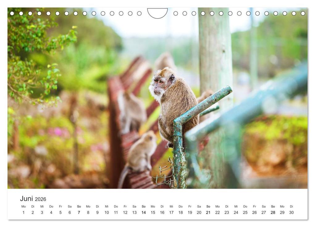 Weitere Ansicht: Traumhaftes Mauritius (Wandkalender 2026 DIN A4 quer), CALVENDO Monatskalender | Calvendo, Happy Monkey
