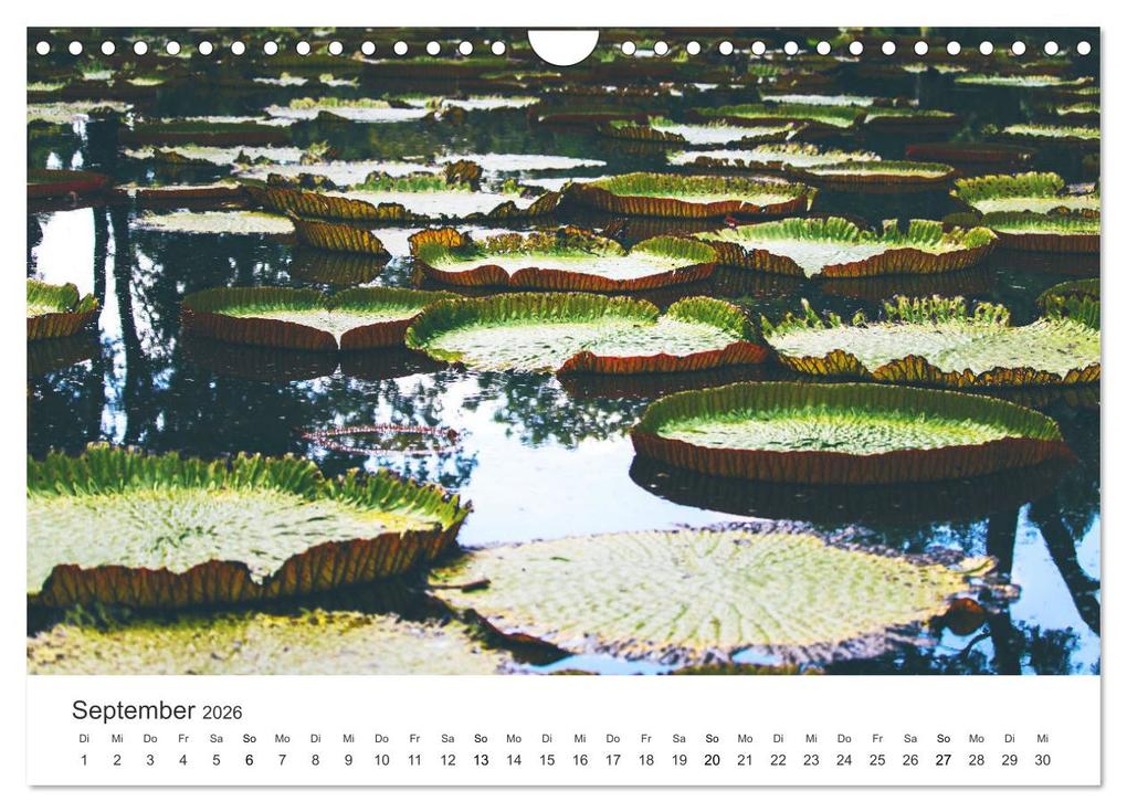 Weitere Ansicht: Traumhaftes Mauritius (Wandkalender 2026 DIN A4 quer), CALVENDO Monatskalender | Calvendo, Happy Monkey