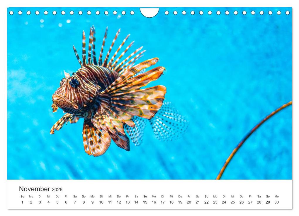Weitere Ansicht: Traumhaftes Mauritius (Wandkalender 2026 DIN A4 quer), CALVENDO Monatskalender | Calvendo, Happy Monkey