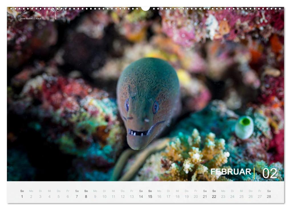 Weitere Ansicht: Einfach Tauchen - Wunderbare Tauchplätze und Korallenriffe (Wandkalender 2026 DIN A2 quer), CALVENDO Monatskalender | Christian Hubo feel4nature, Calvendo