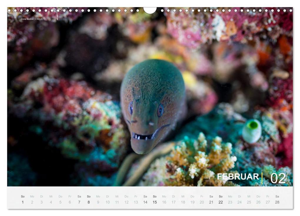 Weitere Ansicht: Einfach Tauchen - Wunderbare Tauchplätze und Korallenriffe (Wandkalender 2026 DIN A3 quer), CALVENDO Monatskalender | Christian Hubo feel4nature, Calvendo