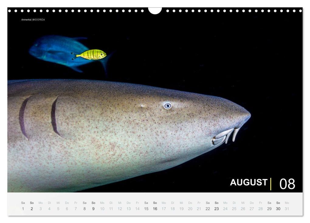 Weitere Ansicht: Einfach Tauchen - Wunderbare Tauchplätze und Korallenriffe (Wandkalender 2026 DIN A3 quer), CALVENDO Monatskalender | Christian Hubo feel4nature, Calvendo