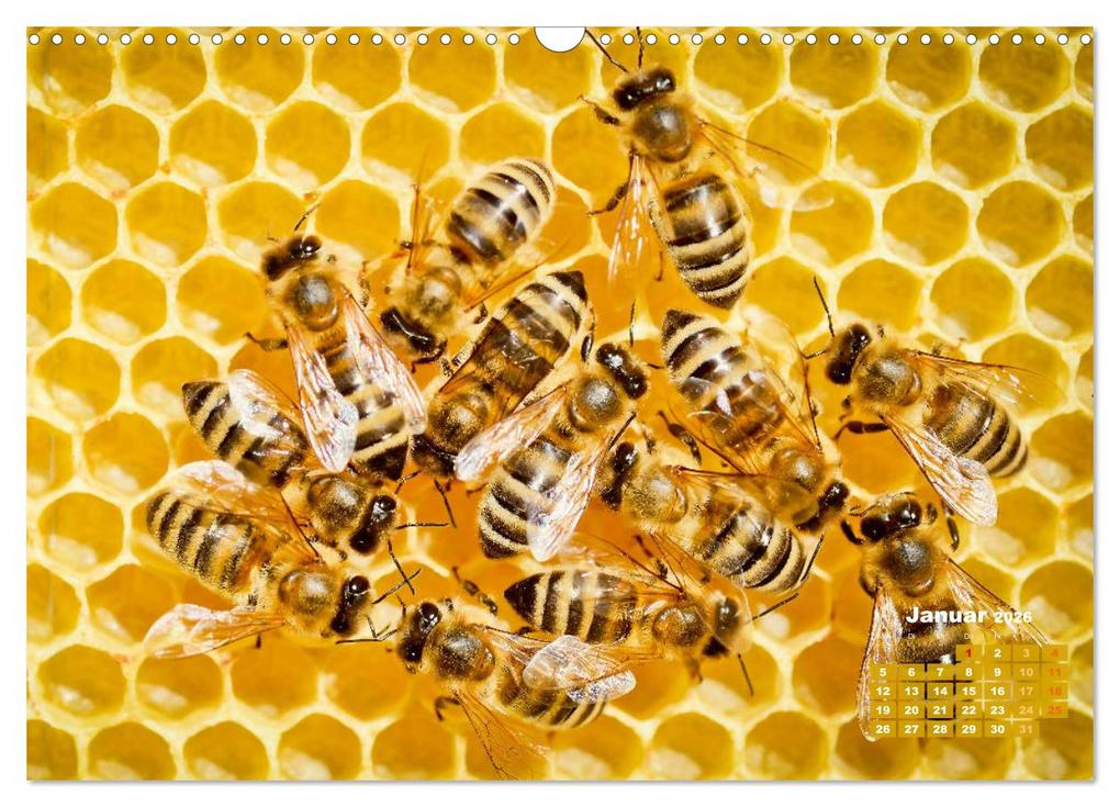 Weitere Ansicht: Ein Leben für den Honig - Bienen und Imker (Wandkalender 2026 DIN A3 quer), CALVENDO Monatskalender | CALVENDO CALVENDO, Calvendo