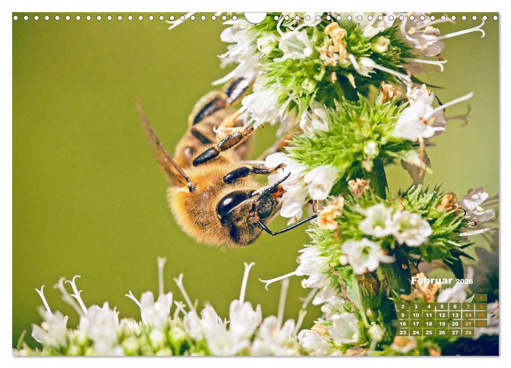 Weitere Ansicht: Ein Leben für den Honig - Bienen und Imker (Wandkalender 2026 DIN A3 quer), CALVENDO Monatskalender | CALVENDO CALVENDO, Calvendo