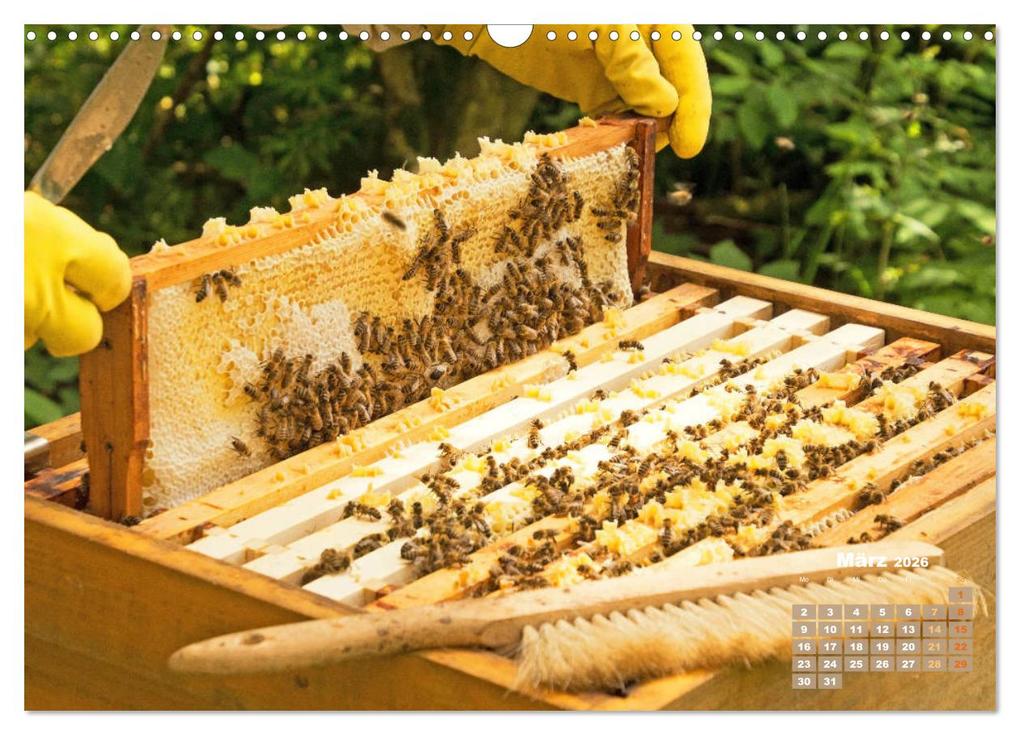 Weitere Ansicht: Ein Leben für den Honig - Bienen und Imker (Wandkalender 2026 DIN A3 quer), CALVENDO Monatskalender | CALVENDO CALVENDO, Calvendo